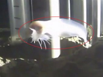 Ученые обнаружили самую глубоководную рыбу в Марианской впадине