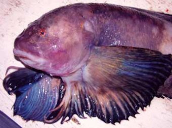 Биологи нашли новый вид рыб на рекордной глубине