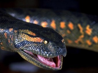 Анаконда отказалась есть ученого в прямом эфире Discovery