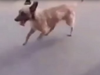 В Сети появилось видео с самой верной собакой