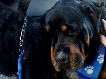 Собаки тоже плачут: ротвейлер оплакивает смерть брата-близнеца