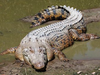 Житель Уганды убил шестиметрового крокодила, который съел его беременную жену