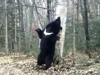 Танцующий возле дерева медведь в Приморье стал звездой Интернета