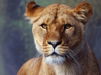 В Белгороде львица убила посетителя зоопарка