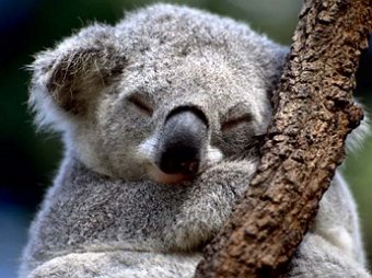 Правительство Австралии за несколько лет усыпило 700 коал