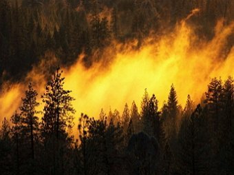 Пожар в зоне Чернобыльской АЭС приехал тушить Яценюк (фото)