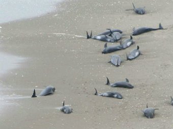 Около 150 дельфинов выбросились на побережье Японии