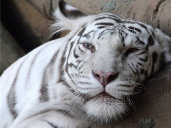 В Москве задержаны браконьеры, торгующие тигриным мясом и руками