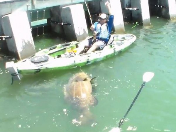 В США рыбак поймал 250-килограммового окуня на удочку