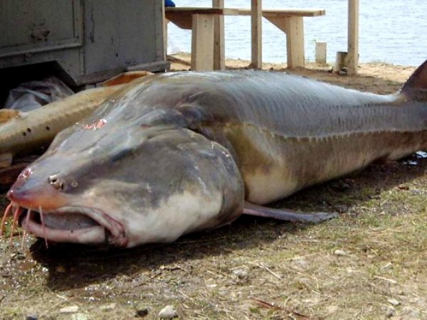 Китайские рыбаки выловили из Амура калугу весом 350 кг