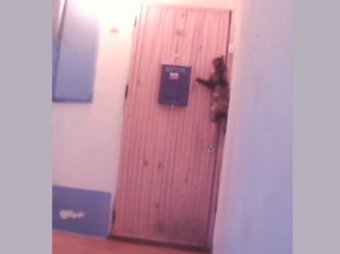В Сети появилось видео умной кошки из России, звонящей в дверной звонок