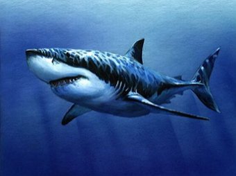 В Южной Африке турист чудом спасся из пасти белой акулы