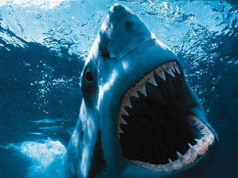 На Гавайях пенсионерка погибла от зубов акулы