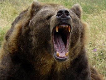 В Приамурье медведица напала на двух жещнин, одна из них была ранена