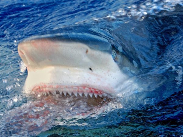 В США двое подростков лишились конечностей из-за нападения акул