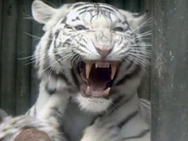 Сбежавший из зоопарка в Тбилиси тигр-альбинос убил мужчину