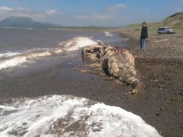 На Сахалине море выбросило на берег останки неизвестного науке чудовища