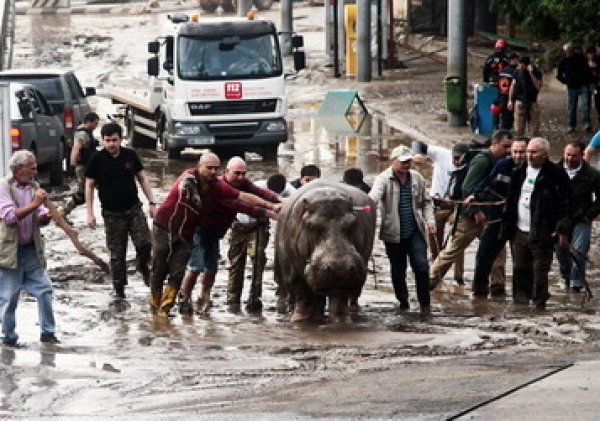 Наводнение в Тбилиси 2015: СМИ Грузии назвали виновника потопа — это Саакашвили (фото, видео)