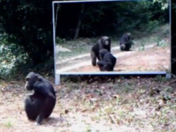 Реакция животных на отражение в зеркале стала хитом Интернета