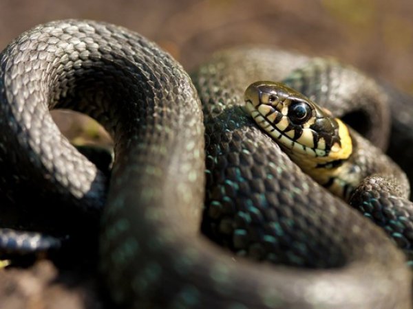 Учёные в Индии нашли останки змеи, питавшейся динозаврами