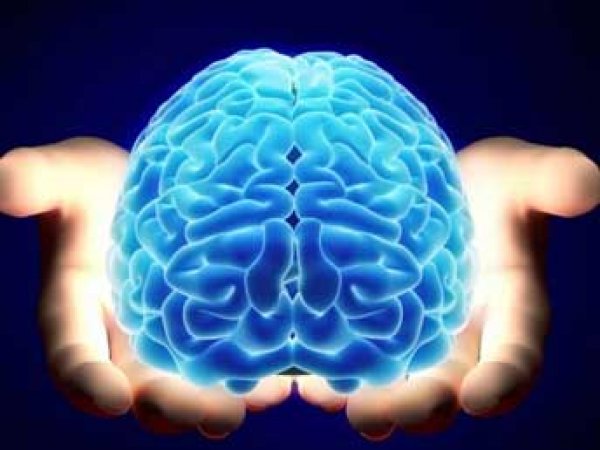 Ученые нашли в организме человека третий мозг