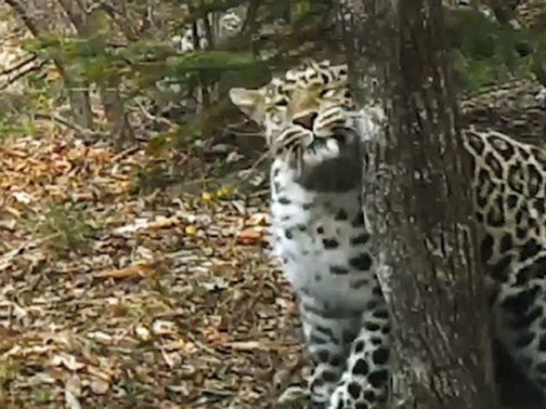 Танец леопарда возле дерева в Приморье привёл в восторг учёных