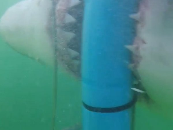 Видео нападения гигантской акулы стало хитом Интернета