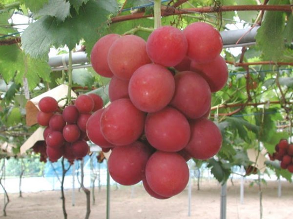 В Японии гроздь винограда Ruby Roman продали за рекордные ,2 тысячи