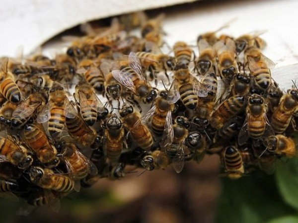 Пчелы атаковали пассажирский самолёт во Внуково