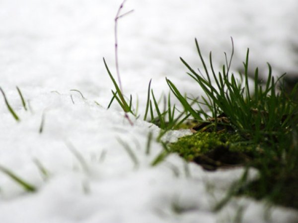 Посреди лета в Челябинской области выпал снег