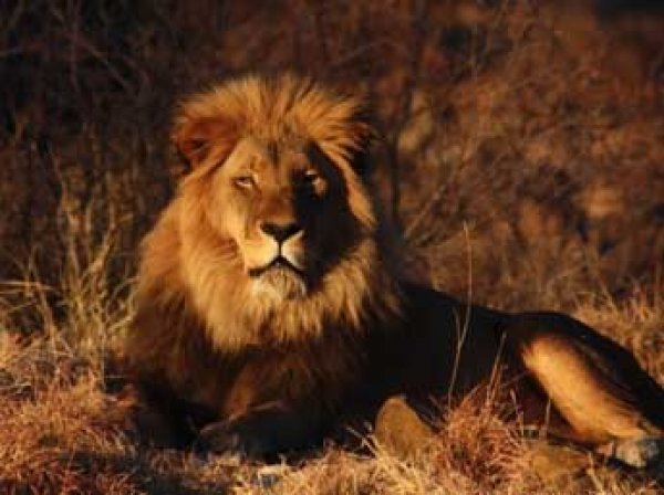 В Зимбабве дантиста из США судят за убийство самого известного африканского льва
