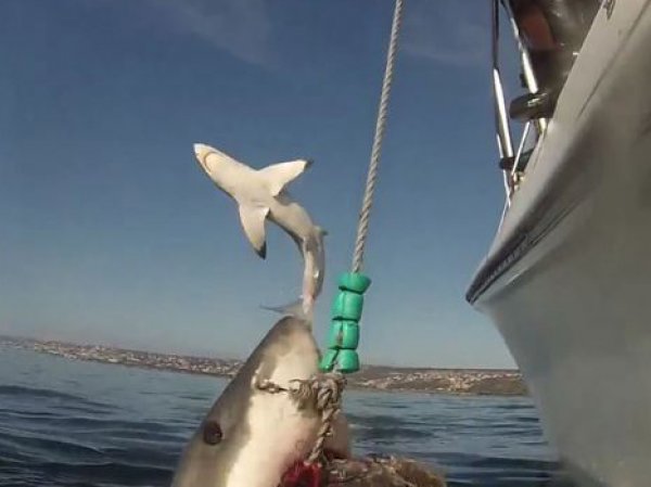ВИДЕО с прыжком огромной белой акулы стало хитом YouTube