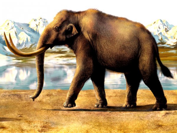 Учёные нашли в Пермском крае предка мамонта
