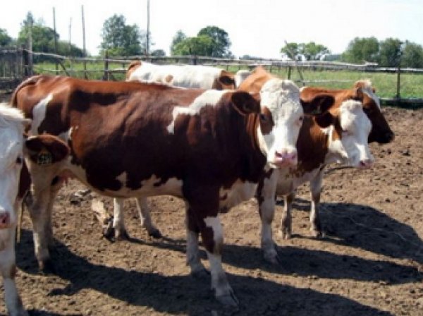 Минсельхоз подтвердил намерение ограничить поголовье скота в личных хозяйствах россиян