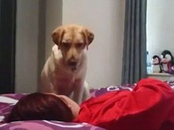 Собака спасла хозяйку от смерти во время приступа эпилепсии