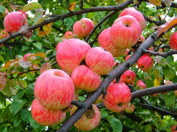 Яблочный Спас в 2015 году: приметы и обычаи