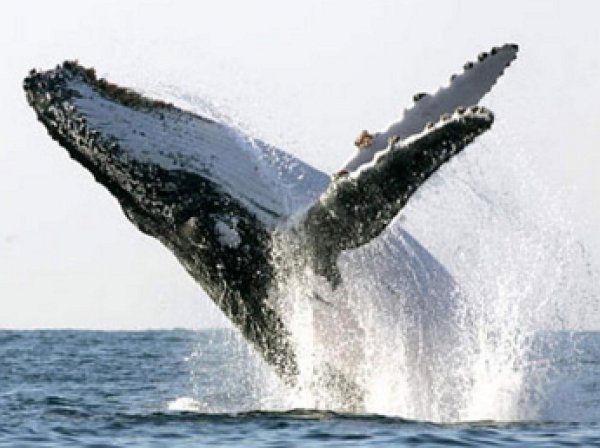 На канадском побережье кит едва не потопил туристов, выпрыгнув из воды