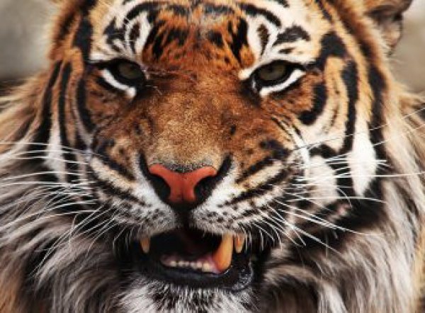 В Хабаровском крае браконьеры застрелили "президентского" тигренка