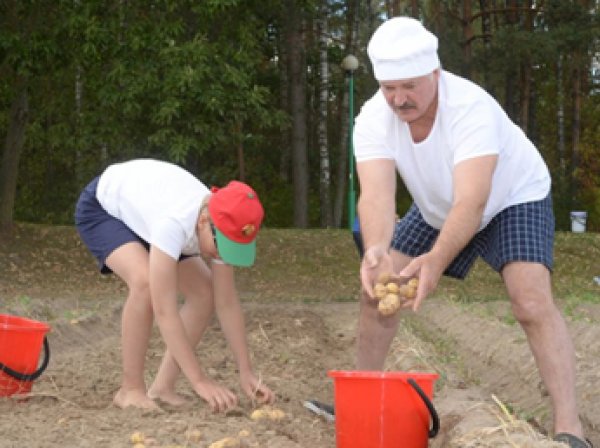 Лукашенко в свой выходной вдвоем с сыном накопал 70 мешков картошки