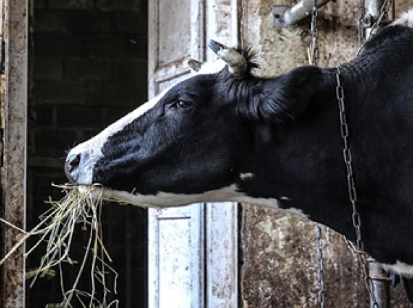 Правительство предложило ограничить поголовье скота в личных хозяйствах россиян