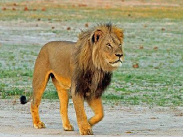 В Зимбабве браконьеры убили брата знаменитого льва Сесила