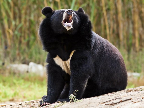 В Приморье медведь атаковал беременную женщину