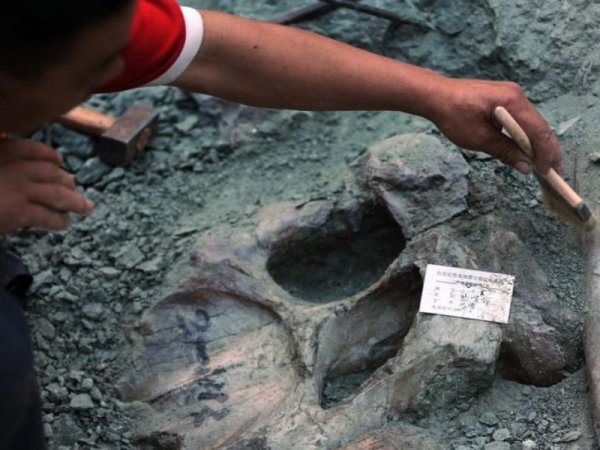 В Якутии учёные нашли самые древние в мире останки скелетных животных