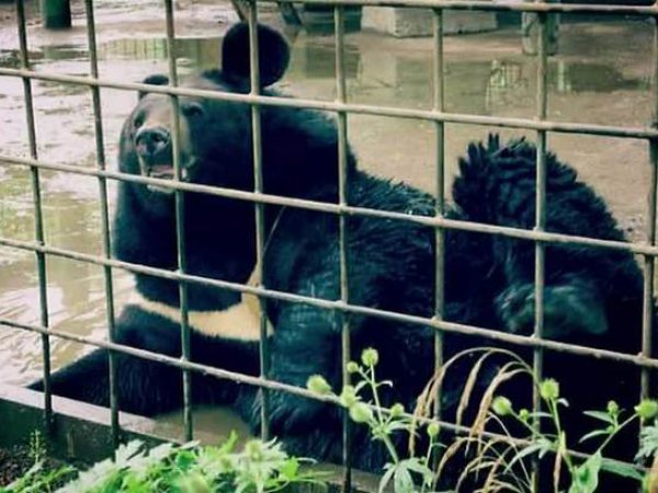 Зоопарк в Уссурийске: эвакуацию животных приостановили по настоянию ветеринаров (фото)