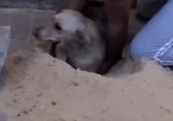 В Воронеже рабочие заживо замуровали беременную собаку (видео)