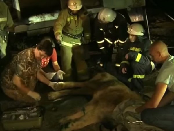 Уссурийский зоопарк, последние новости: из затопленного зверинца вертолетом эвакуировали льва (видео)