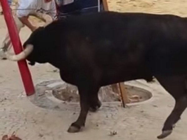 На корриде в Португалии бык жестоко расправился с пенсионером