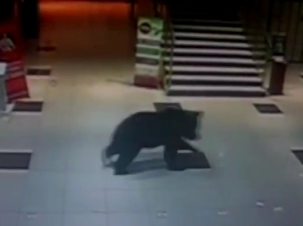 Медведь устроил погром в торговом центре Хабаровска