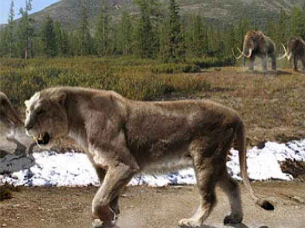 В Якутии найдены останки пещерного льва возрастом свыше 10 тыс. лет