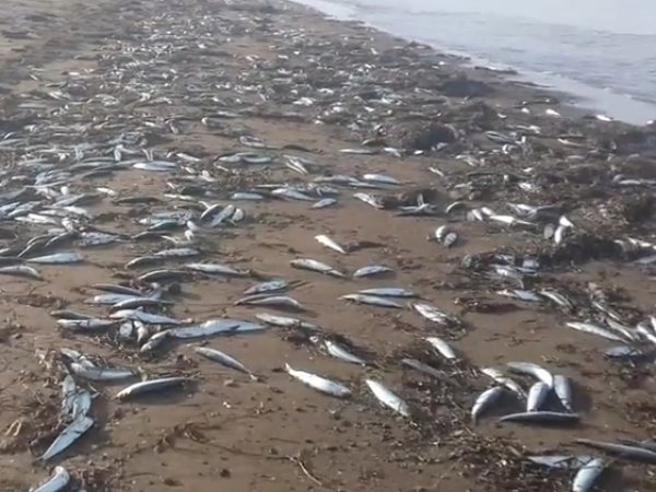 На побережье Сахалина произошёл массовый выброс сардин